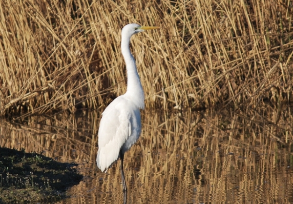 Airone bianco maggiore